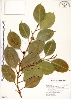 藏品(白榕、垂榕)的圖片