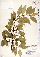 藏品(菲律賓榕)的圖片