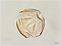 藏品(假赤楊、有丹樹、丹招樹)的圖片