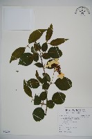 藏品(臺灣蝴蝶戲珠花、臺灣蝴蝶花)的圖片