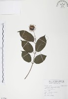 藏品(風箱樹)的圖片