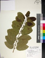 藏品(臭娘子)的圖片