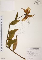 藏品(豔紅百合、豔紅鹿子百合)的圖片
