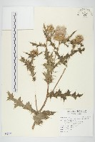 藏品(南國小薊)的圖片