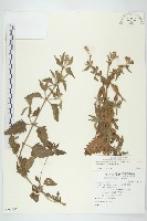 藏品(貓腥草)的圖片