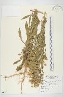 藏品(野茼蒿)的圖片