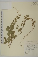 藏品(南華南蛇藤，青江藤)的圖片