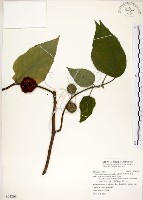 藏品(構樹)的圖片