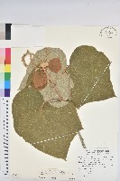 藏品(野桐)的圖片