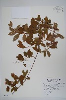 藏品(酸藤)的圖片