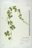 藏品(小苦瓜)的圖片