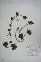 藏品(洋落葵、心葉落葵)的圖片