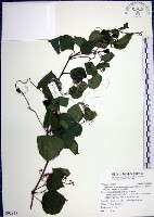 藏品(漢氏山葡萄)的圖片