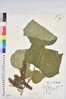 藏品(野桐)的圖片