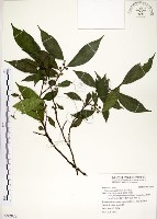 藏品(菲律賓榕)的圖片