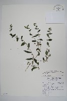 藏品(盾果草)的圖片