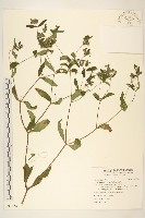 藏品(豨簽)的圖片