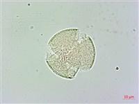 藏品(日本商陸、圓果商陸)的圖片