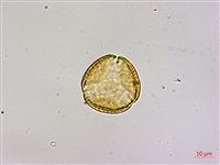 藏品(高氏桑寄生)的圖片