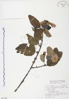 藏品(杜鵑桑寄生)的圖片