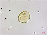 藏品(椆櫟柿寄生)的圖片