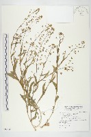 藏品(薺)的圖片