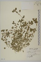 藏品(網脈繁縷)的圖片