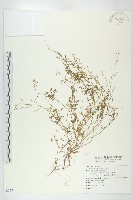 藏品(焊菜)的圖片