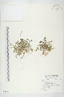 藏品(碎米薺)的圖片