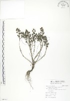 藏品(茅毛珍珠菜)的圖片