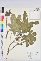 藏品(蓖麻)的圖片