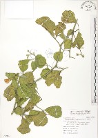 藏品(肥豬豆)的圖片