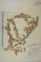 藏品(馬氏濱藜)的圖片