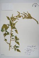 藏品(野莧菜)的圖片