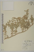 藏品(馬氏濱藜)的圖片