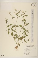 藏品(粗毛小米菊)的圖片