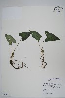 藏品(薄葉細辛、尾花細辛)的圖片