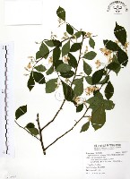 藏品(烏皮九芎、奮起湖野茉莉)的圖片