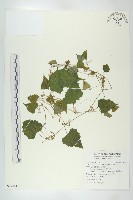 藏品(黑果馬交兒)的圖片