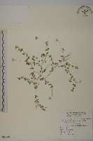 藏品(阿里山繁縷)的圖片