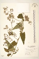 藏品(蔓黃菀)的圖片