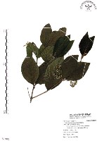 藏品(杜虹花，台灣紫珠)的圖片