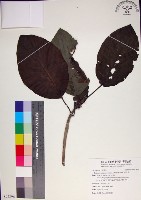 藏品(咬人狗)的圖片