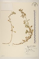 藏品(鼠麴舅)的圖片