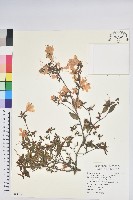 藏品(紅毛杜鵑)的圖片