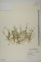 藏品(天蓬草、雀舌草)的圖片