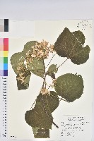 藏品(廣東油桐、皺桐)的圖片