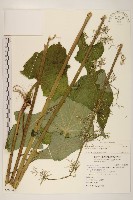 藏品(山苦藚、假福王草)的圖片