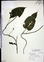 藏品(百部)的圖片