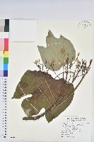 藏品(廣東油桐、皺桐)的圖片